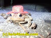 /home//u458753944/public_html/sourcegallery////Roxborough Toad Detour/2020/2020-04-05/92367514_10222212432048679_8592381662501797888_o.jpg